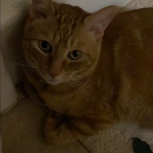 Meet your Posher, Gillian